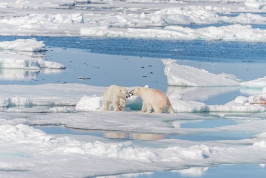 Two young wild polar bear cubs playing on pack ice in Arctic sea, north of Svalbard photo