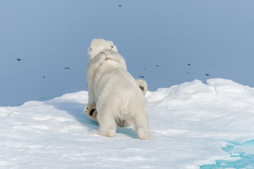 Two young wild polar bear cubs playing on pack ice in Arctic sea, north of Svalbard photo