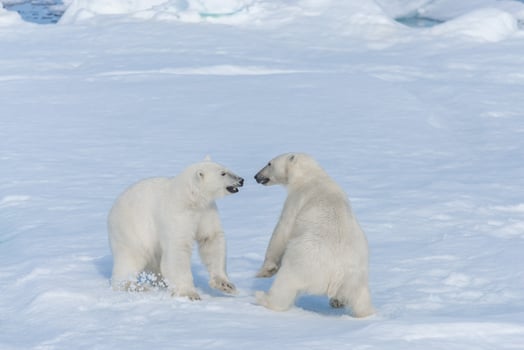 Two young wild polar bear cubs playing on pack ice in Arctic sea, north of Svalbard photo