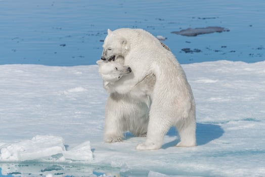 Two young wild polar bear cubs playing on pack ice in Arctic sea, north of Svalbard photo
