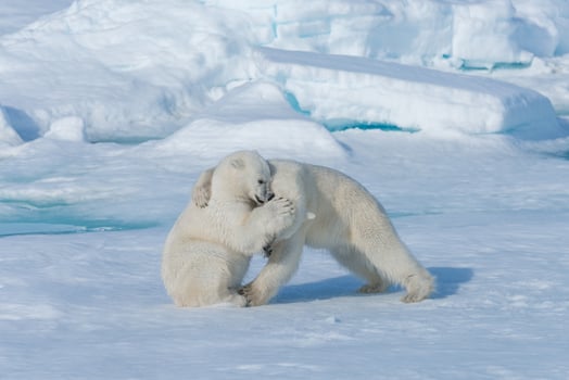 Two young wild polar bear cubs playing on pack ice in Arctic sea, north of Svalbard photo