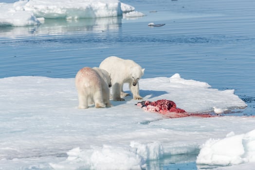 Two wild polar bears eating killed seal on the pack ice north of Spitsbergen Island, Svalbard photo