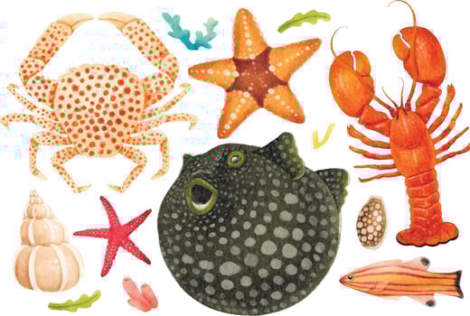 Sea creatures watercolour hand painted illustrations vector