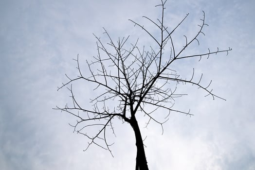 Strange looking dead trees in a pure background photo