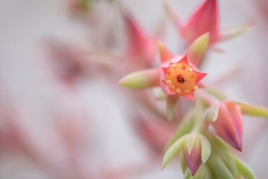 Small and lovely succulent plants of various varieties photo