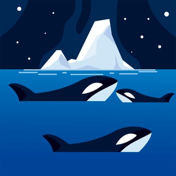 orca whales iceberg sea north pole night vector