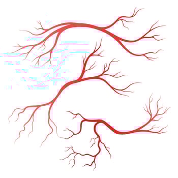 Human veins and arteries illustration vector