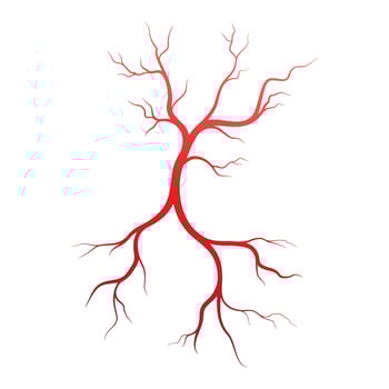 Human veins and arteries illustration vector