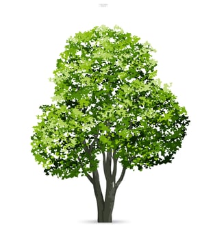 Tree isolated on white background. Use for landscape design, architectural decorative. Park and outdoor object idea. Vector. vector