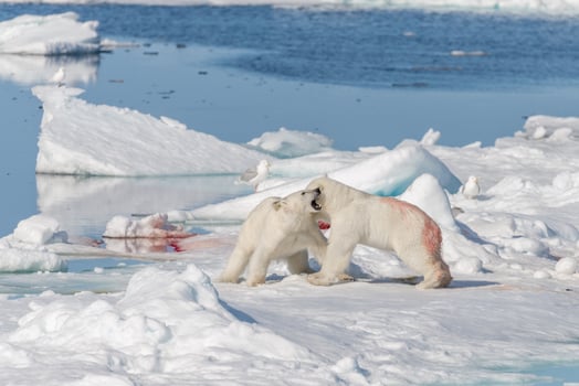 Two young wild polar bear cubs playing on pack ice in Arctic sea, north of Svalbard photo