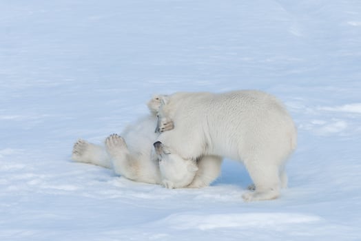 Two young wild polar bear cubs playing on pack ice in Arctic sea, north of Svalbard photo