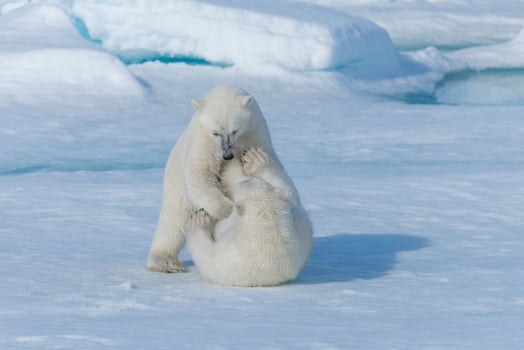 Two young wild polar bear cubs playing on pack ice in Arctic sea, north of Svalbard photo