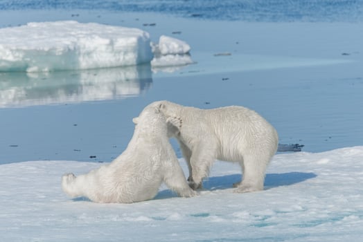 Two young wild polar bear cubs playing on pack ice in Arctic sea, north of Svalbard photo