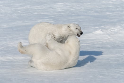 Two young wild polar bear cubs playing on pack ice in Arctic sea, north of Svalbard photo