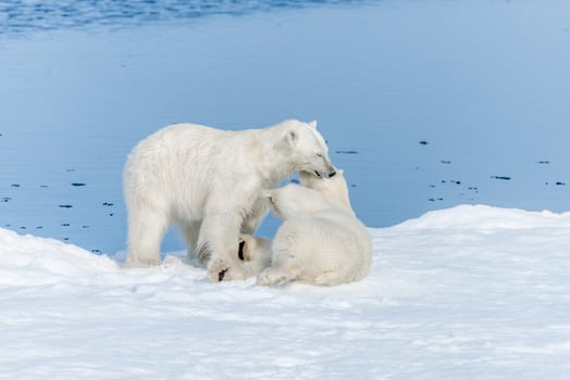 Two young wild polar bear cubs playing on pack ice in Arctic sea, north of Svalbard photo