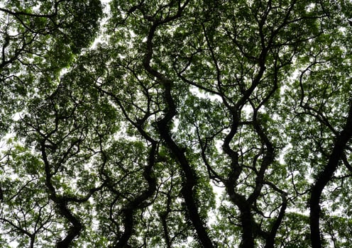 Bottom view of giant rain tree photo