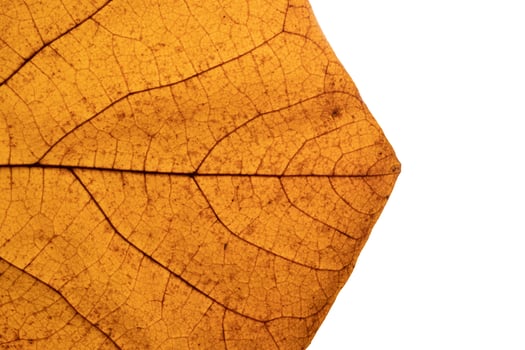 Autumn leaf texture close-up with veins photo