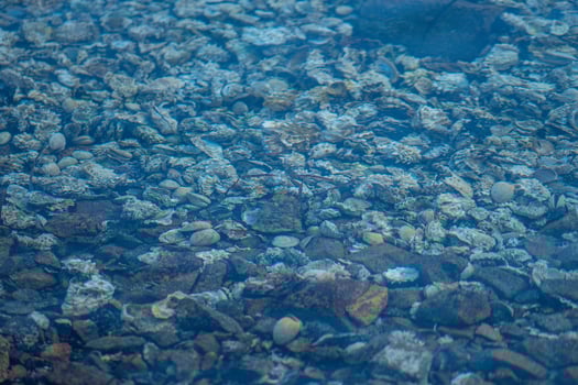 Shells with oysters under the water photo