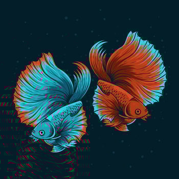 illustration two beautiful beta fish vector