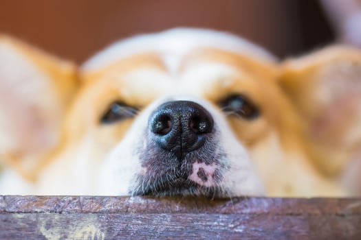 Focus on dog's nose photo