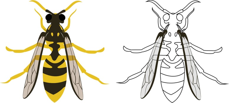Hornet or Wasp Vector Illustration Fill and Outline Isolated
