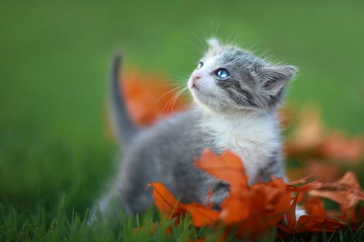 Baby Kittens Playing Outdoors in the Grass photo