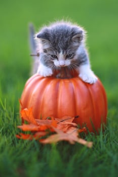 Fall Themed Kitten Image photo