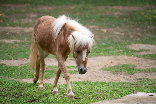 Miniature Horse in zoo photo