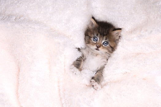 Maincoon Kitten With Big Eyes photo