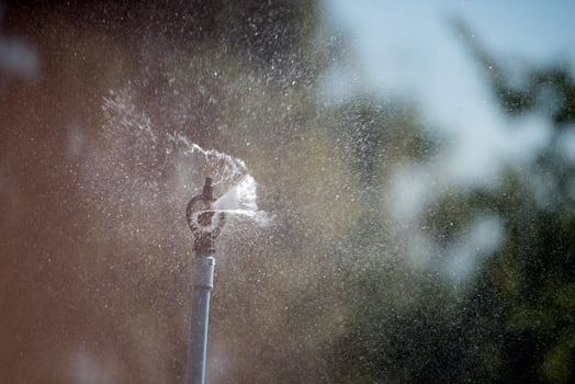 Springer watering plants photo