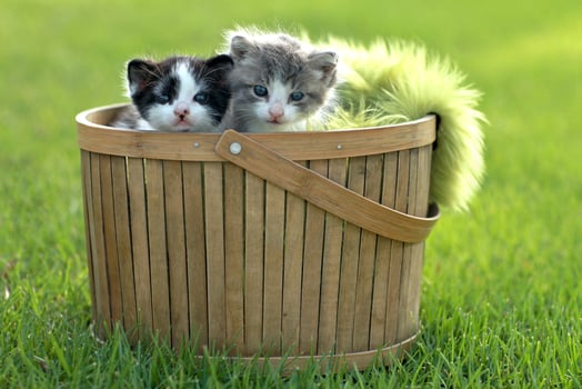 Kittens Outdoors in Natural Light photo