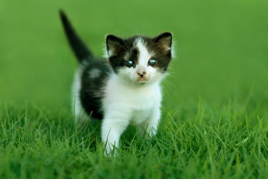Little Kitten Outdoors in Natural Light photo