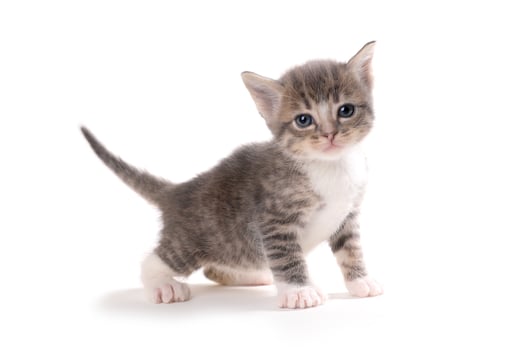 Cute Adorable Kitten photo