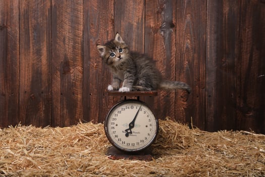 Cute Kitten With Straw in a Barn photo