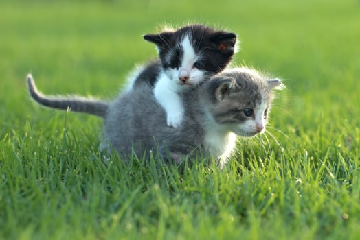 Kittens Outdoors in Natural Light photo