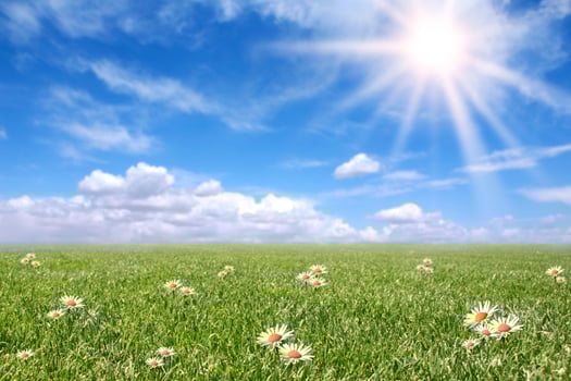 Serene Sunny Field Meadow in Spring photo