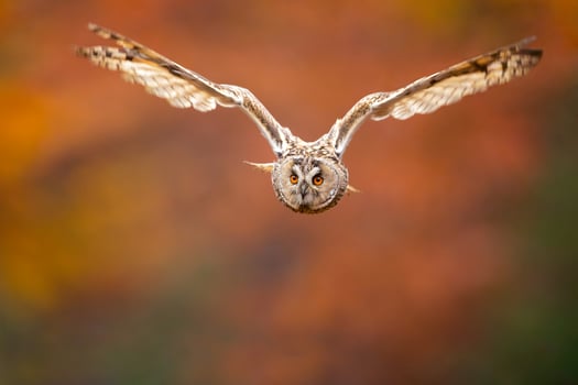 Long eared owl photo