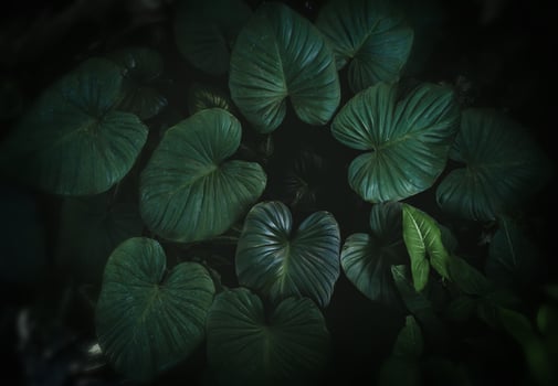 Tropical leafs garden with low lighting . photo