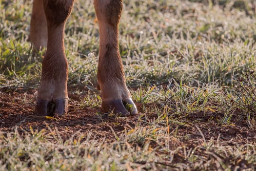 brown cows legs photo