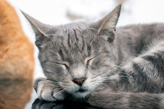 domestic cat on top of car photo