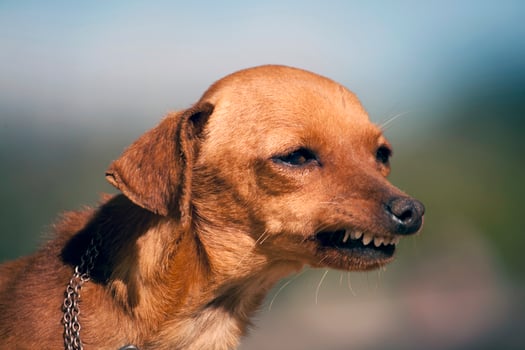 dog with weird smile photo
