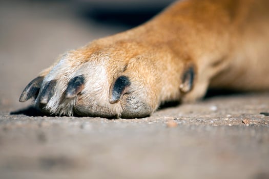 dirty paw of dog photo