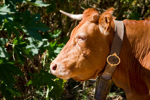 domesticated brown cow photo