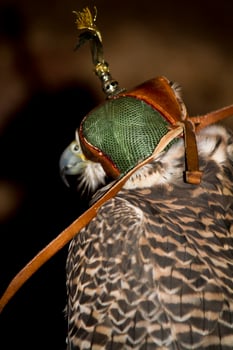 peregrine falcon closeup photo