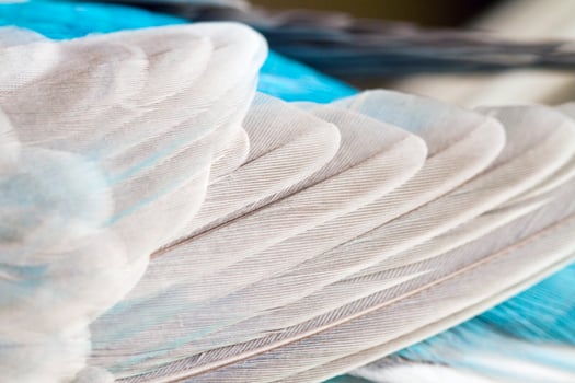 bird feathers closeup photo