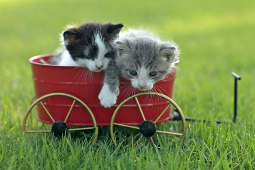 Kittens Outdoors in Natural Light photo