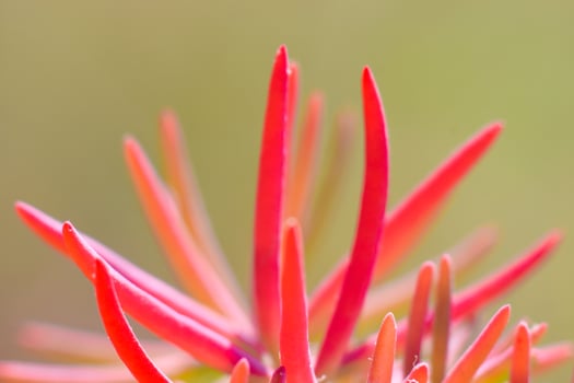 Beautiful red grass photo