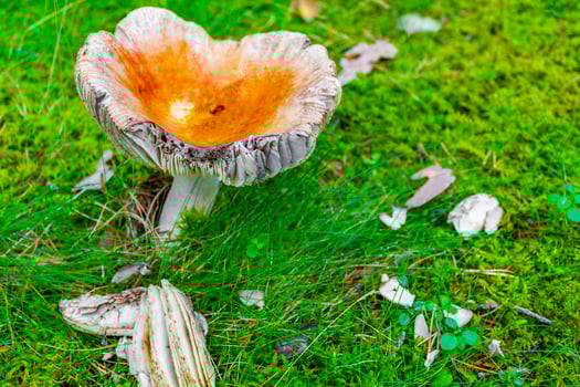 Orange toadstool fly agaric in the forest Norway photo