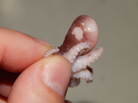 Small cooked octopus oriental cuisine photo