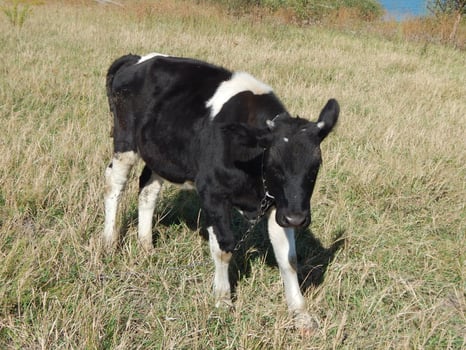 A bull grazing on a field in the grass photo